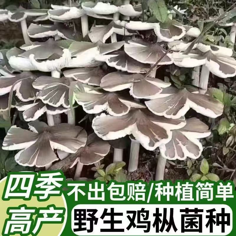 四季可种,喷水就活,反复出菌
