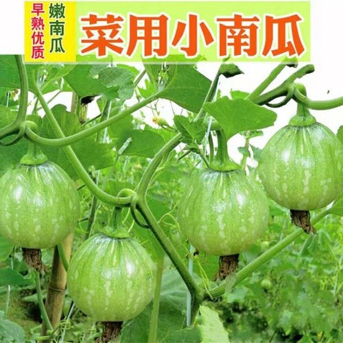 一串铃南瓜种子嫩早小青瓜嫩南瓜
