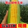 2023新货新鲜玉米现摘带皮甜玉米
