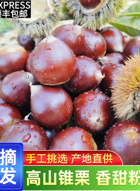 2025年新鲜建瓯锥栗板栗生新鲜野生油栗子高山农家现摘锥形毛栗子