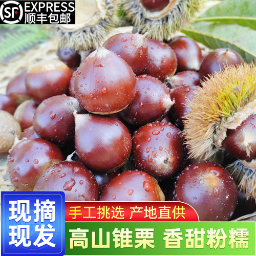 2025年新鲜建瓯锥栗板栗