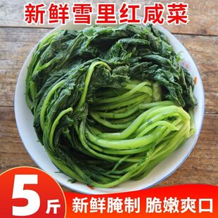 东北新鲜雪菜农家2025腌制雪里蕻正宗绿色叶雪里红咸菜饭菜爽口