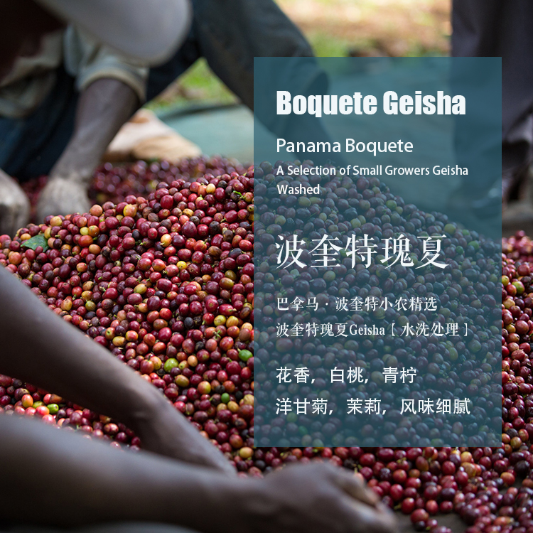 巴拿马波奎特小农精选波奎特Boquete瑰夏咖啡豆水洗处理手冲单品