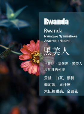 卢旺达Rwanda基伍湖 黑美人厌氧日晒咖啡豆 手冲单品咖啡 现烘焙