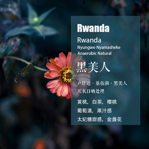 卢旺达基伍湖黑美人手冲咖啡豆
