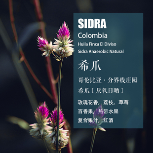 哥伦比亚分界线庄园希爪Sidra厌氧日晒咖啡豆WBC冠军同款手冲单品