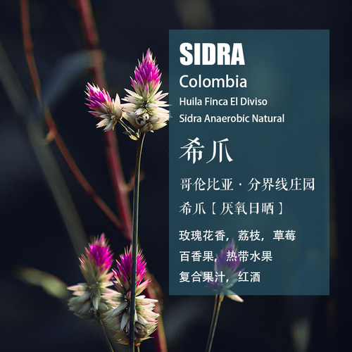 哥伦比亚希爪厌氧日晒手冲咖啡豆