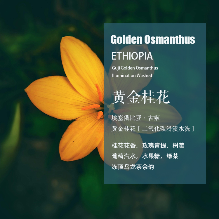 古姬Guji黄金桂花手冲单品咖啡豆