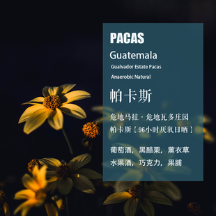 危地马拉危地瓦多庄园帕卡斯咖啡豆96小时厌氧日晒处理 手冲单品