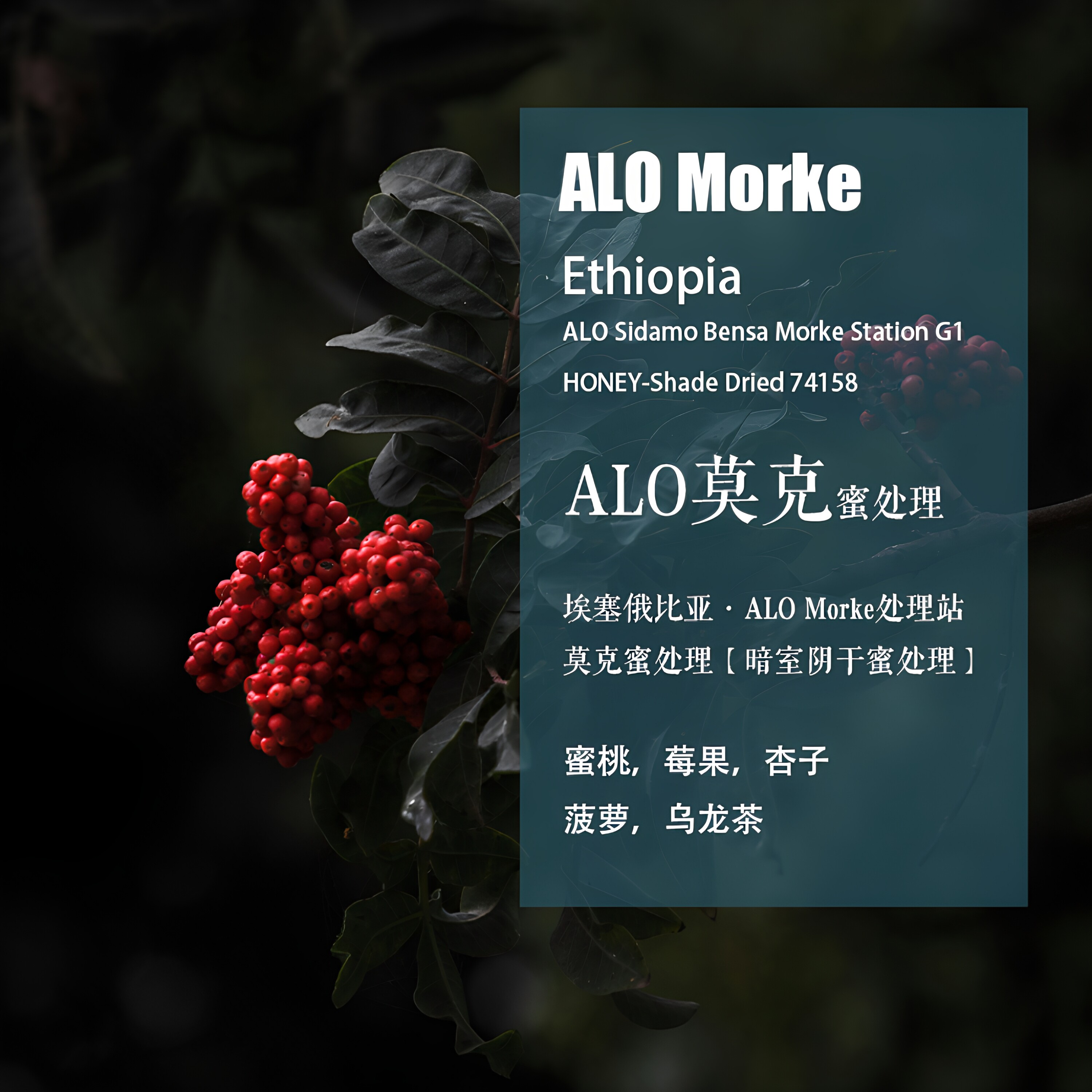 莫克处理站蜜处理手冲单品咖啡豆