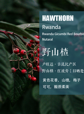 卢旺达吉昆比产区Gicumbi野山楂红波旁日晒处理咖啡豆手冲单品豆
