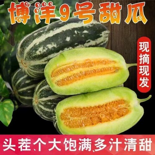 博洋9号甜瓜现摘脆甜多汁包邮