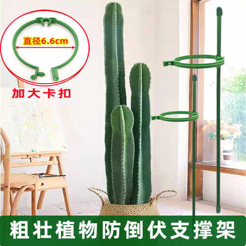 朱顶红吊兰西红柿固定杆加大卡扣