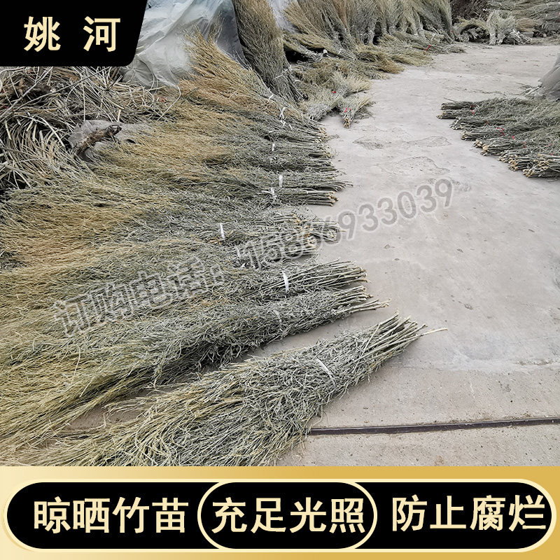 姚河竹制扫把苗厂家批发批发