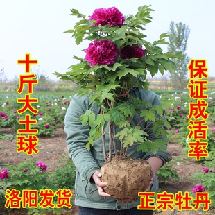 牡丹花苗带土球洛阳正宗重瓣盆栽老桩耐寒芍药庭院牡丹大苗花树苗