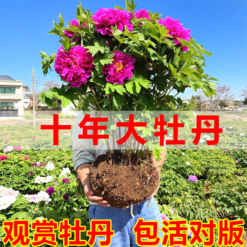 洛阳四季重瓣菏泽庭院牡丹花苗