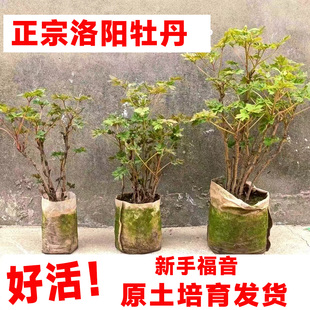 牡丹花苗带土带盆洛阳正宗花树苗盆栽重瓣老桩耐寒带花苞庭院发财