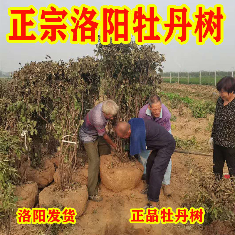 洛阳正宗牡丹30年大树