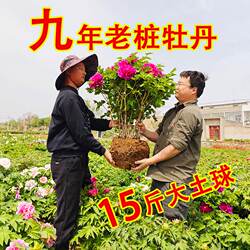 洛阳牡丹花苗花树苗大苗正宗重瓣花老桩花卉植物牡丹花带花苞盆栽
