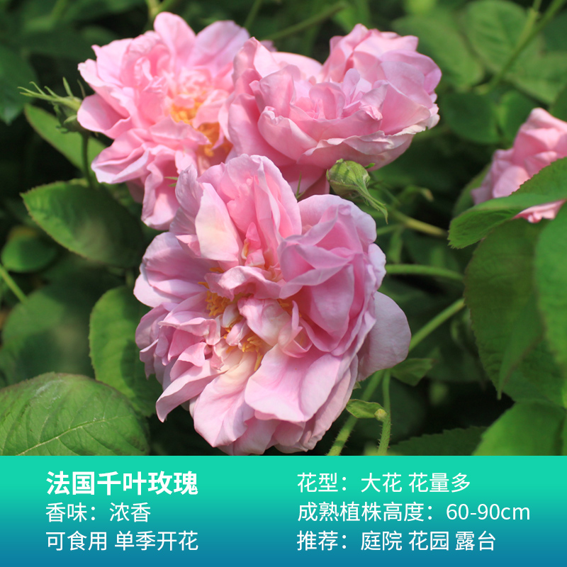 新鸿法国千叶玫瑰可p食用滇红墨红盆栽花苗阳台花园大花庭院植物