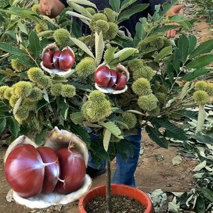 板栗嫁接南方北方种植大红袍当年结果特大板栗