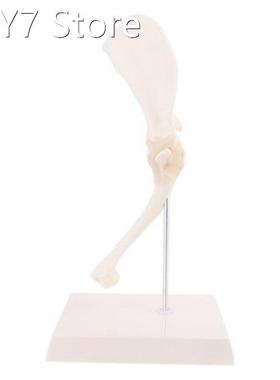 Dog Canine Shoulder Joint Model Veterinary Teaching Research