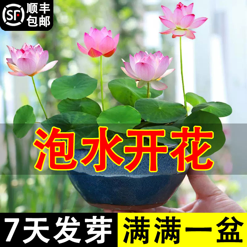 碗莲睡莲水培植物种子籽荷花盆栽水养四季开花室内外阳台客厅好养 鲜花速递/花卉仿真/绿植园艺 时令草本花卉 原图主图