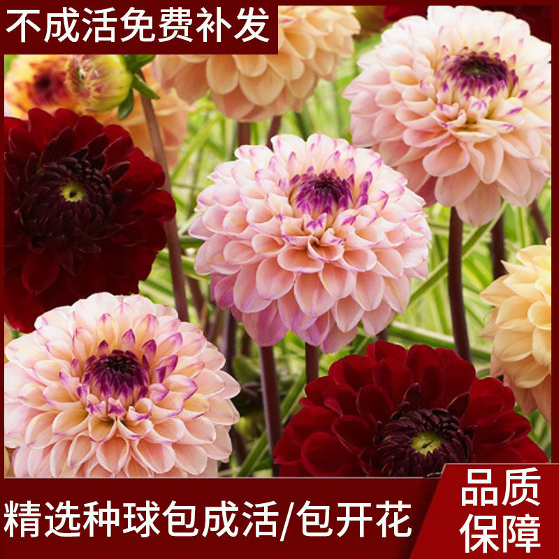 菊花种籽地瓜花大丽花种球种子庭院种植盆栽植物球根花卉阳台种植