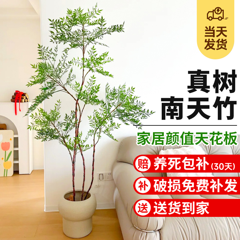 造型南天竹真树绿植大型室内盆栽客厅老桩造景庭院四季常青好养活