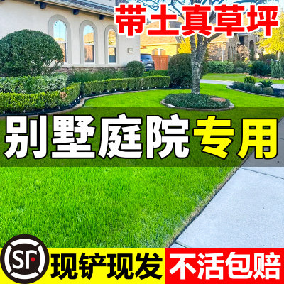 现铲现发量大专车发货四季长青