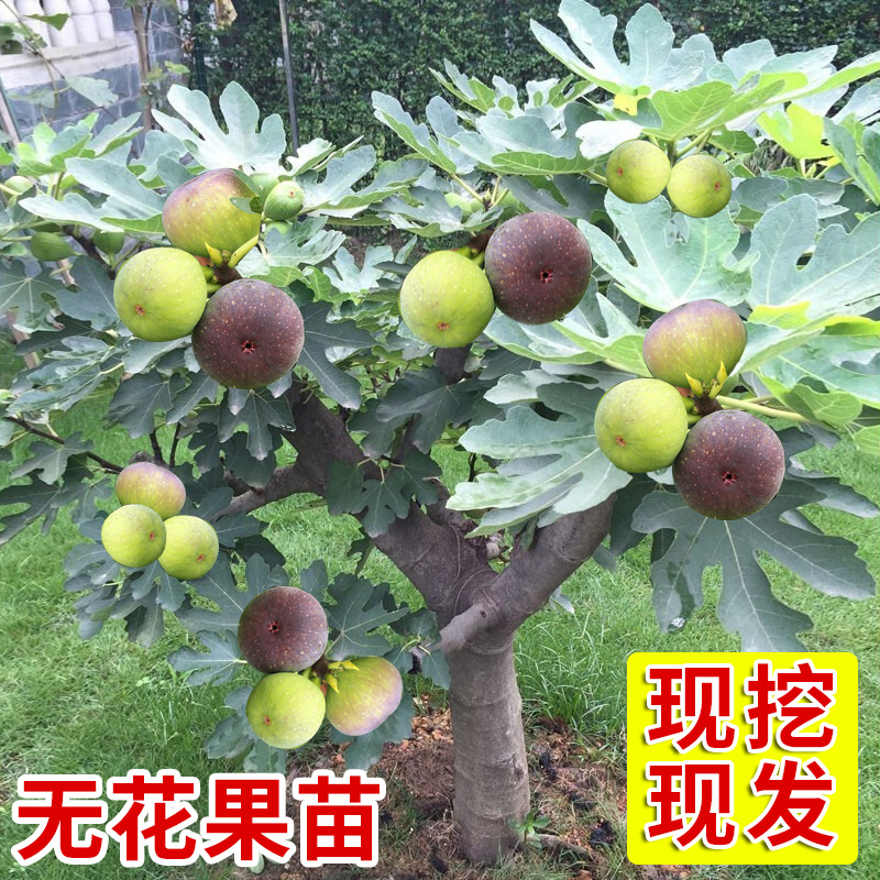 无花果树苗当年结果四季种植