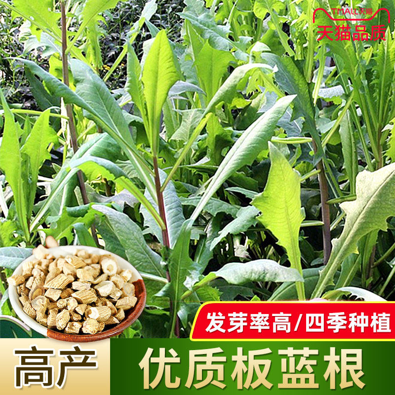 板蓝根种子种籽菜大青叶菘蓝药用中药材春秋季四季种阳台种苗孑