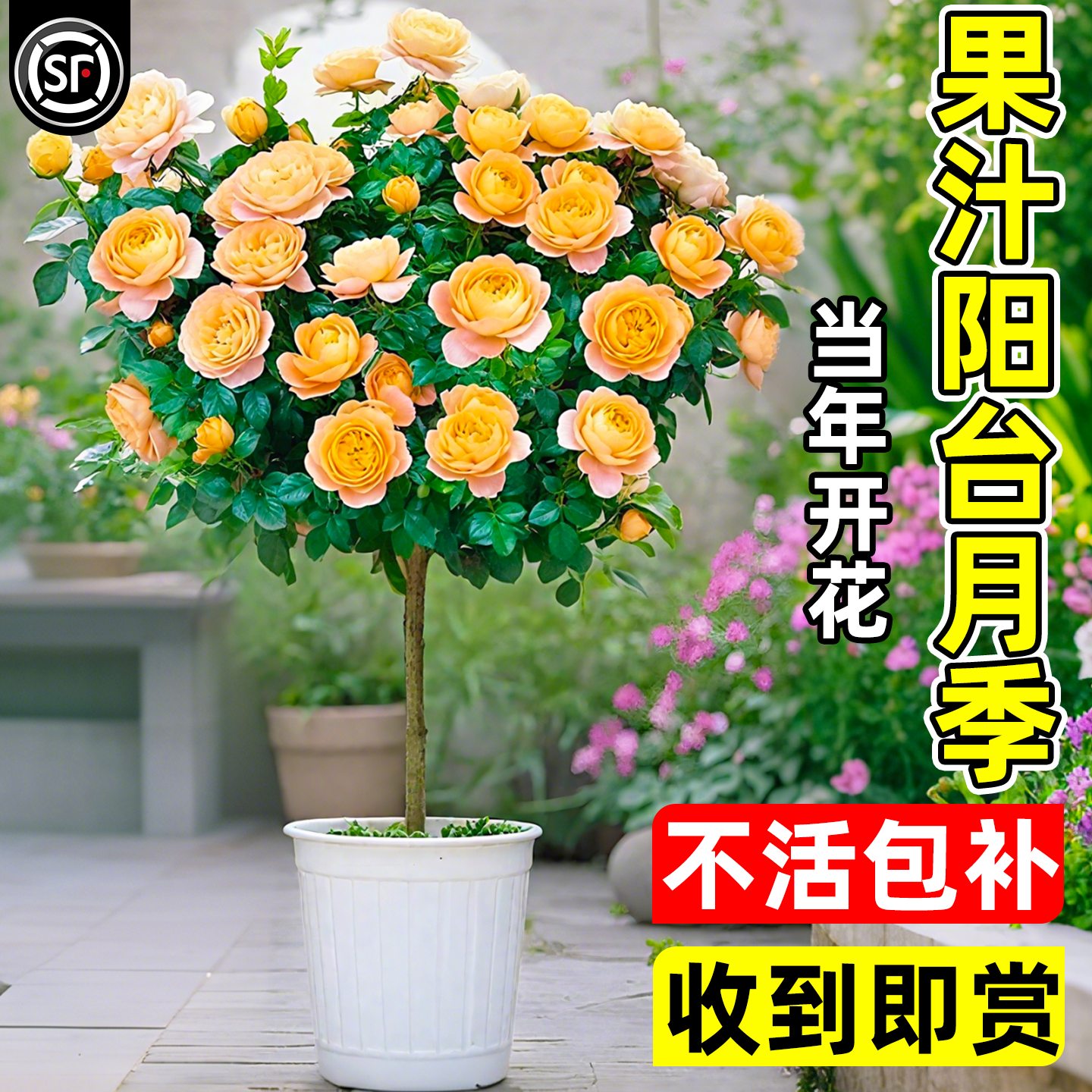 棒棒糖果汁阳台月季树桩开花
