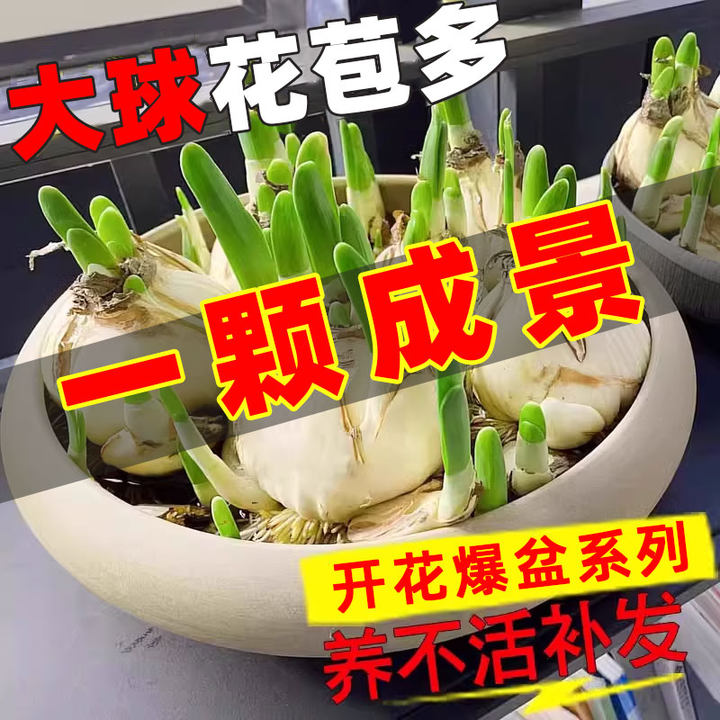 【精品优选】水仙花种球水培好养盆栽多季开花卉植物室内绿植种子