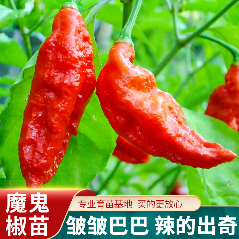 印度魔鬼椒辣椒苗秧苗种特辣四季海南黄灯笼蔬菜种籽孑籽种秧苗特