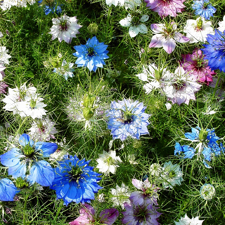 黑种草种子四季播种开花波斯宝石室外庭院易活阳台盆栽花种籽子