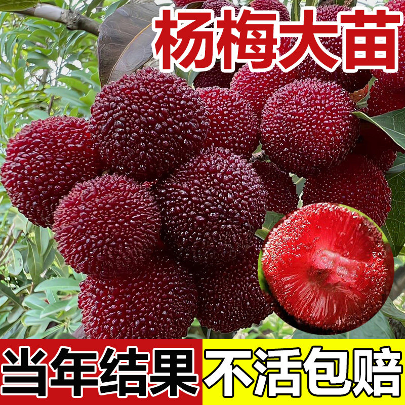 正宗嫁接东魁杨梅树树苗盆栽大苗南北方地栽黑炭梅苗果树当年结果