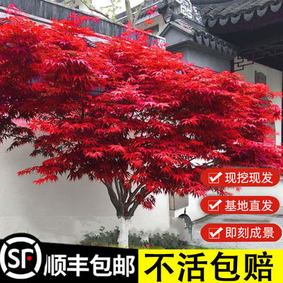 日本红枫树苗红舞姬三季红盆栽