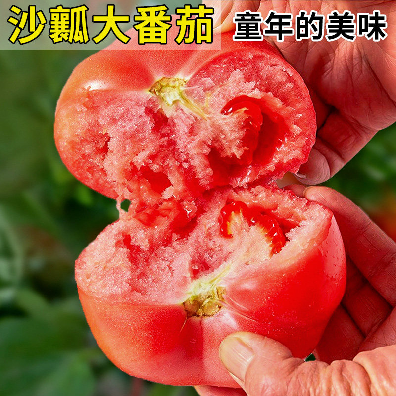 番茄种子苗大西红柿种籽四季菜苗盆栽秧苗蔬菜孑子秧大全菜种春季