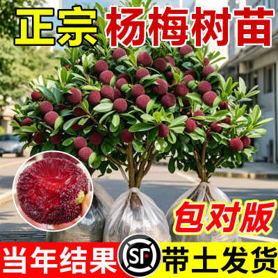 正宗嫁接杨梅树树苗当年结果
