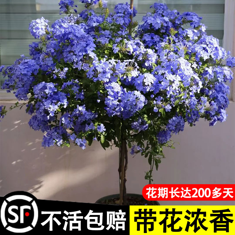 蓝雪花盆栽大苗棒棒糖花卉月季带花苞植物室内花爬藤四季开花好养 鲜花速递/花卉仿真/绿植园艺 时令草本花卉 原图主图