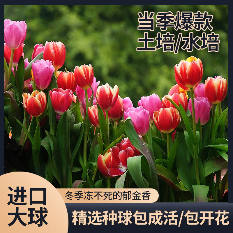 荷兰进口重瓣郁金香种球花卉植物耐寒庭院绿植水培郁金大球香盆栽