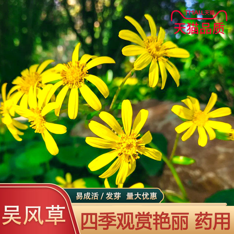 大吴风草种子八角乌活血莲金钵盂一叶莲大马蹄香大马蹄四季观赏籽