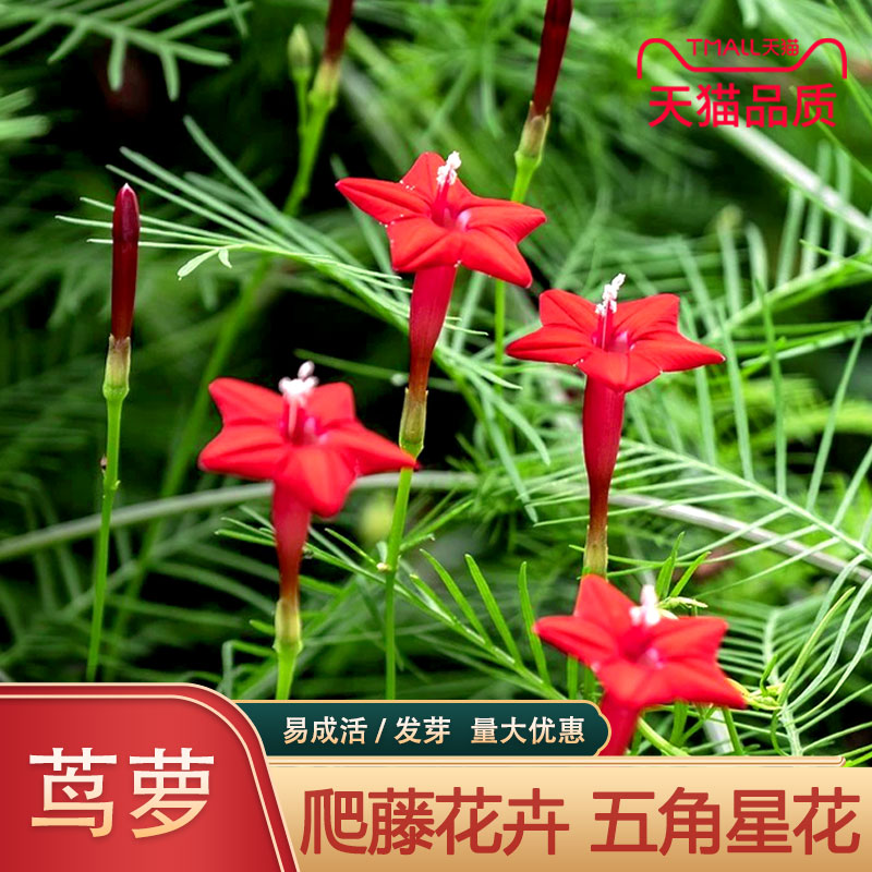 羽叶茑萝花种子四季易种活庭院阳台盆栽爬藤花卉植物五角星花种籽