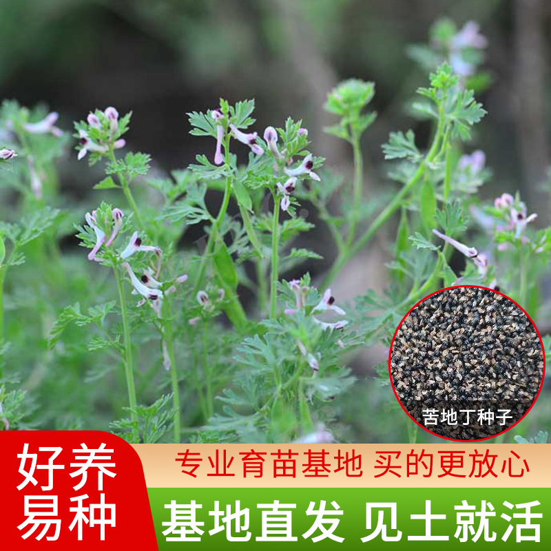 紫花地丁种子苦地丁花卉种籽药用野菜药材盆栽家庭阳台庭院种堇菜