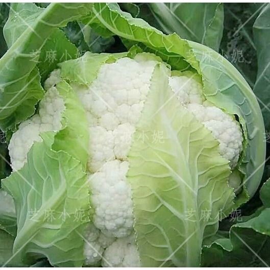 花椰菜特价 天猫花椰菜优惠券 淘宝花椰菜优惠卷免费领取 白菜哦