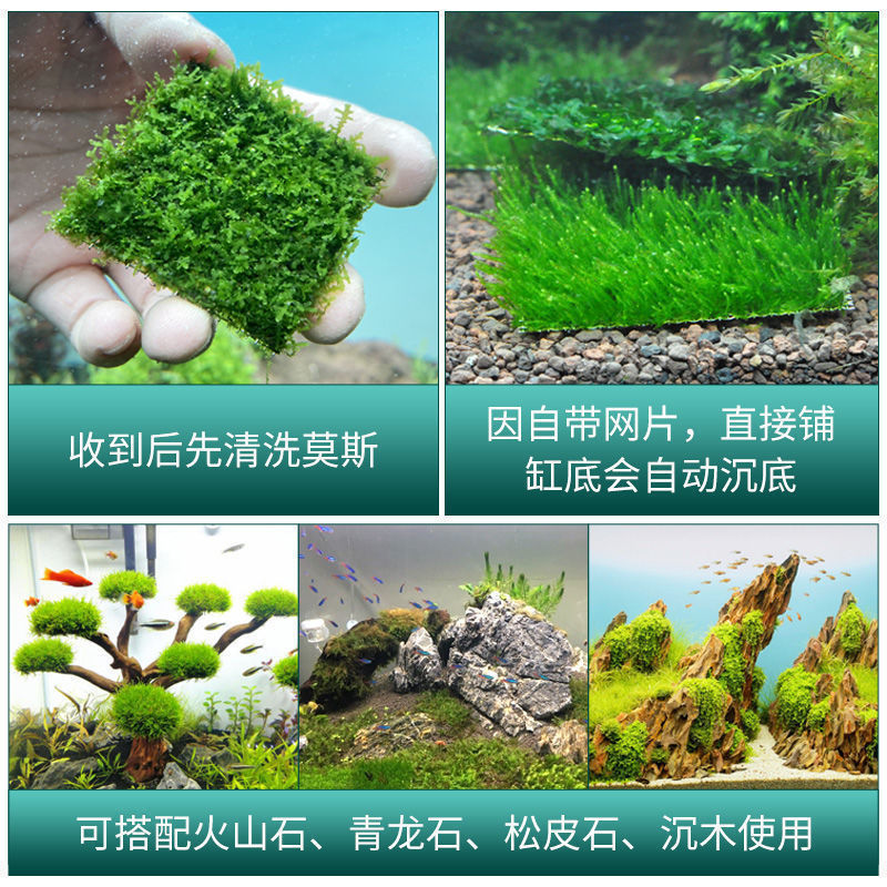 鱼缸莫斯水草植物活体慕