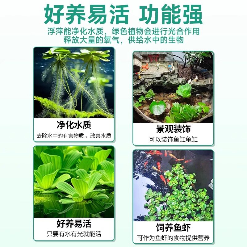 净水浮萍水草大全古法鱼