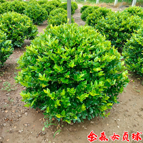 金森女贞球四季常青彩叶绿篱植物