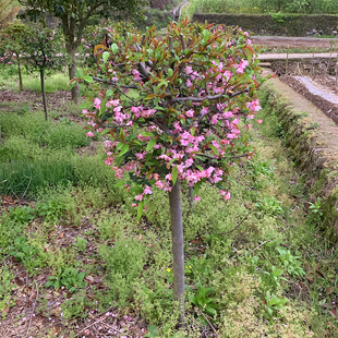 海棠树苗西府海棠垂丝海棠小苗庭院盆栽耐寒风景树高杆北美海棠苗